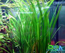 eel grass